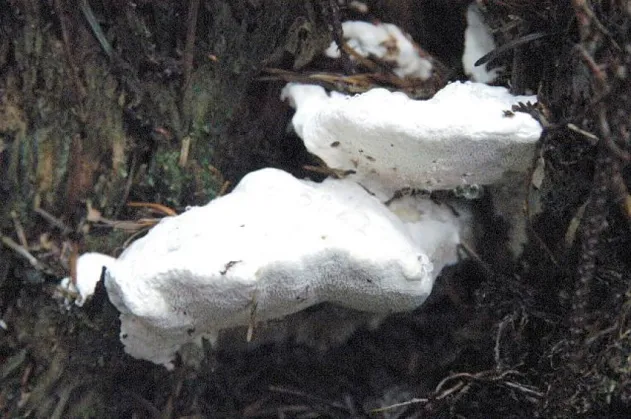 Questo Fungo Contiene il Composto più Amaro Mai Scoperto!

